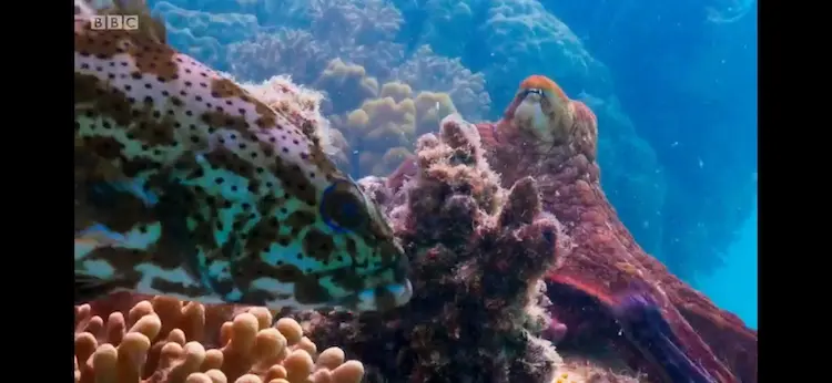 Leopard coral grouper (Plectropomus leopardus) as shown in Blue Planet II - Coral Reefs